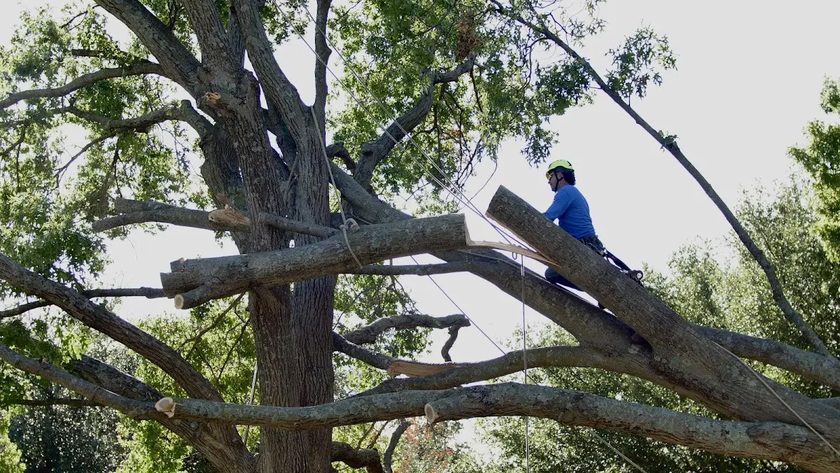 Professional Crown Thinning performed by certified arborists in Allen Park
