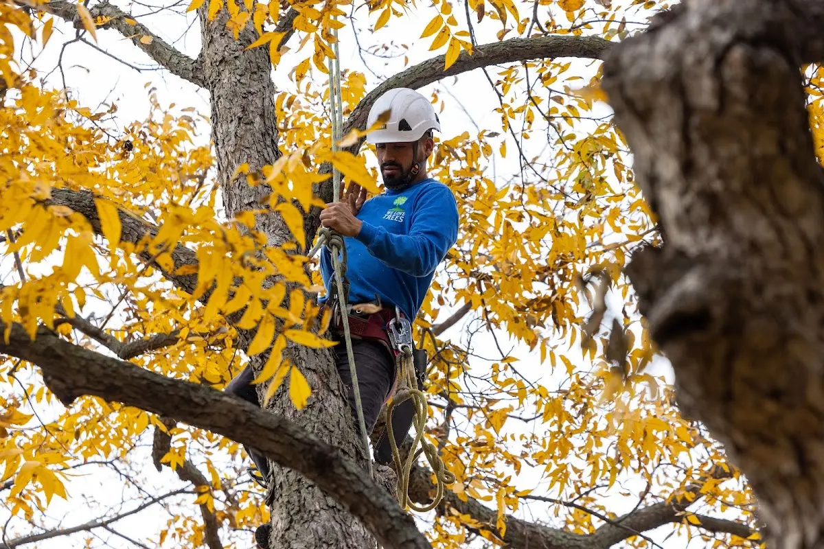 Skilled Tree Trimming crew working in Allen Park